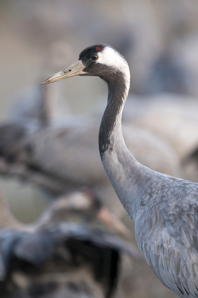 Grues cendrées (Grus grus) - Common Crane