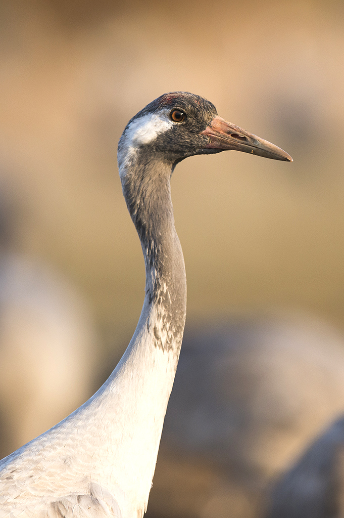 Grues cendrées (Grus grus) - Common Crane