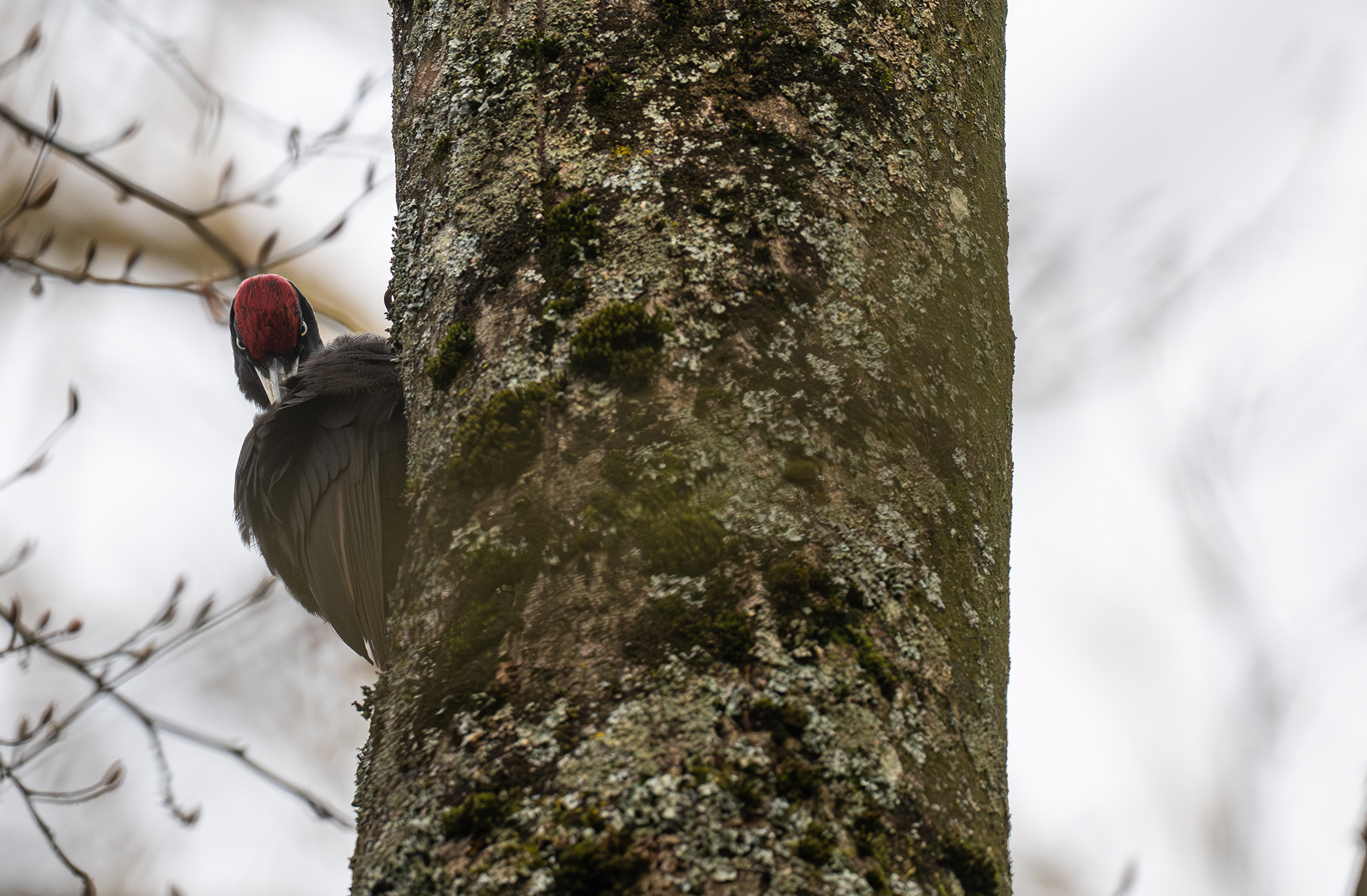 Pic noir(Dryocopus martius) 