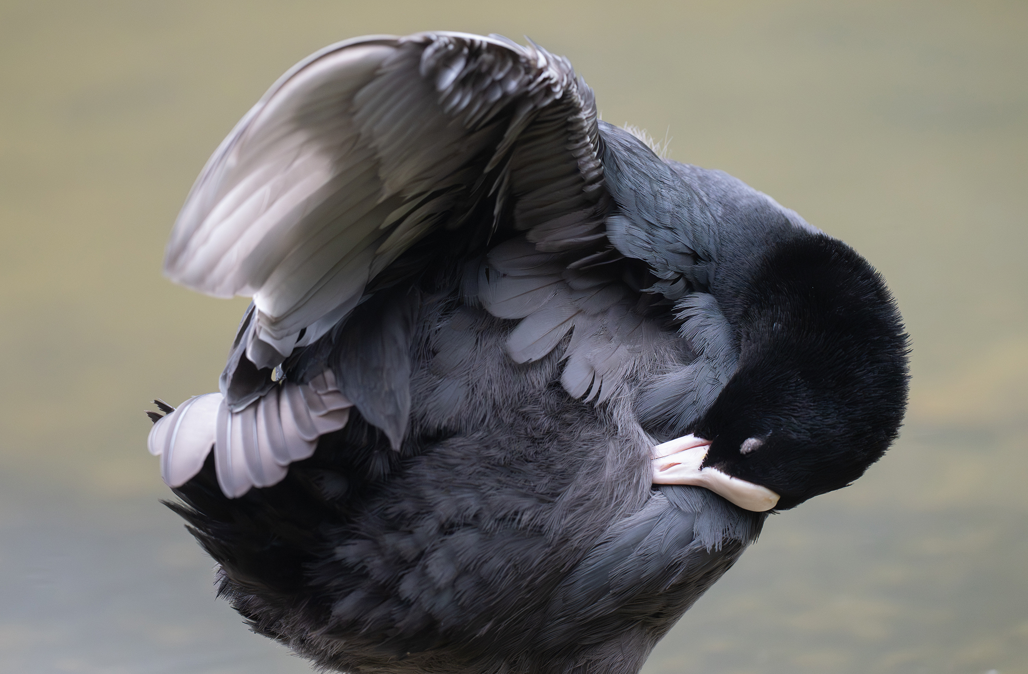 Nuances de gris : toilette de la foulque macroule