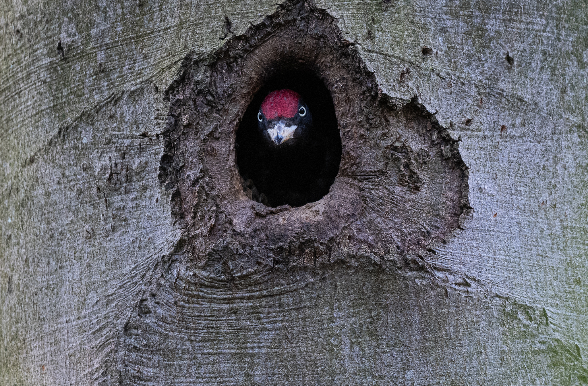 Pic noir(Dryocopus martius) 