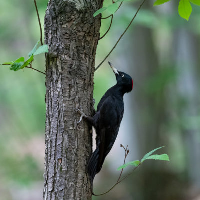 Pic noir (Dryocopus martius) - Forêt de Meudon - Île de Fance - France