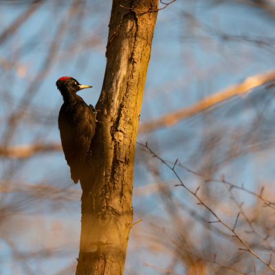 Pic noir (Dryocopus martius) - Black Woodpecker - Forêt de Meudon - Île de France - France