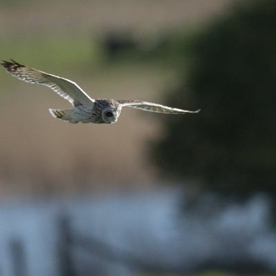 Le vol du Hibou des marais est aisé, les ailes battent régulièrement, avec assurance, ou en planant brièvement en formant un V bien ouvert.