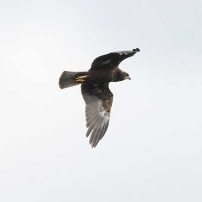 Busard des roseaux (Circus aeruginosus ) - Baie de Somme