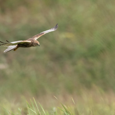 Busard des roseaux (Circus aeruginosus ) - Baie de Somme