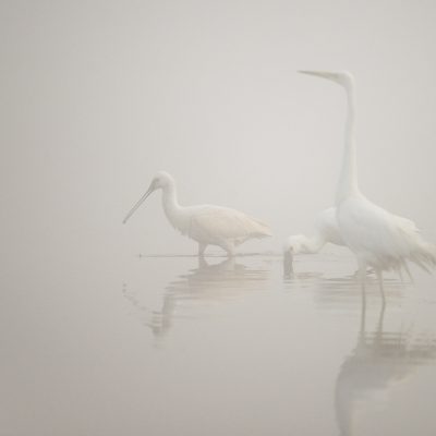 Spatules blanches, grande aigrette, temps de brouillard, marais de La Bassée, Baie de Somme, Picardie, France