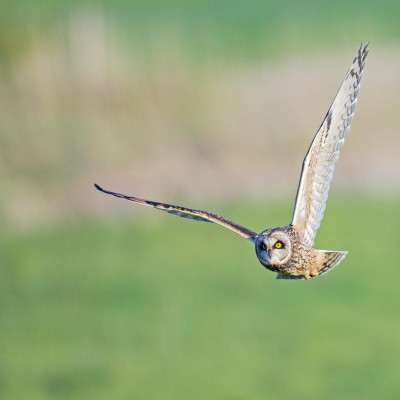 Hibou des marais (Asio flammeus) - Short-eared Owl - Baie de Somme - Picardie - France