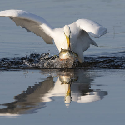Grande Aigrette (Ardea alba) - Great Egret