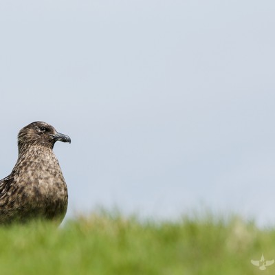 Grand Labbe (Stercorarius skua) - Île de Noss - Shetland - Écosse 2015
