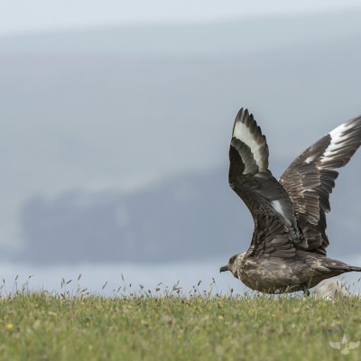 Grand Labbe (Stercorarius skua) - Île de Noss - Shetland - Écosse 2015