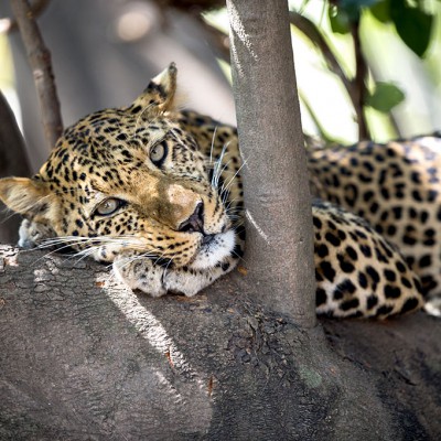 Zambie : découverte de la faune sauvage