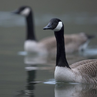 Bernaches du Canada -Canada-Goose