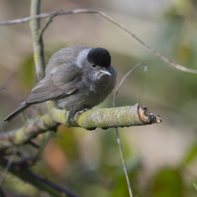 La Fauvette à tête noire est une espèce de passereau de la famille des Sylviidae dont elle est l'espèce type. Migratrice partielle, elle hiverne en Afrique tropicale, mais aussi en Europe. 