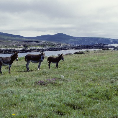 Île d'Achill - Comté de Mayo - Irlande 1984