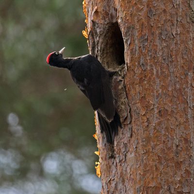 Pic noir (Dryocopus martius) Un plumage entièrement noir jet laisse place à une longue calotte rouge sur la tête du mâle, réduite à une petite tache rouge chez la femelle.
