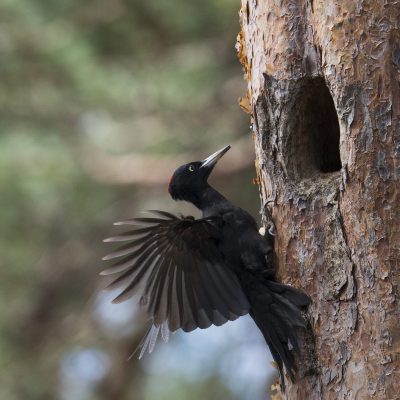 Pic noir (Dryocopus martius) - Pic de la taille d’un corbeau, presque totalement noir. Le mâle présente une couronne rouge vif, tandis que la femelle n’a que des marques rouges à l’arrière de la couronne.