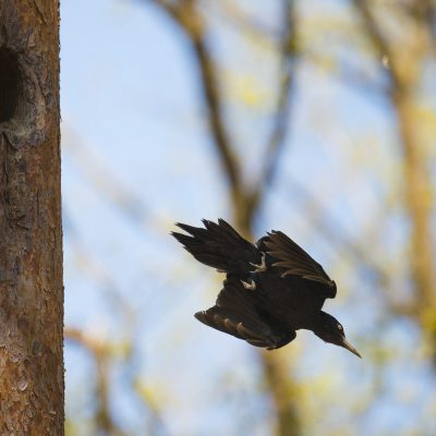 Pic noir (Dryocopus martius)  - Contrairement à ses cousins, le vol du Pic noir est rectiligne et rappelle un peu celui de Geai des chênes. 