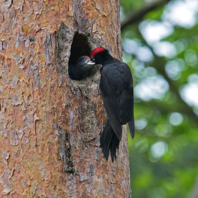 Pic noir (Dryocopus martius) - Forêt de Meudon - Île de Fance - France