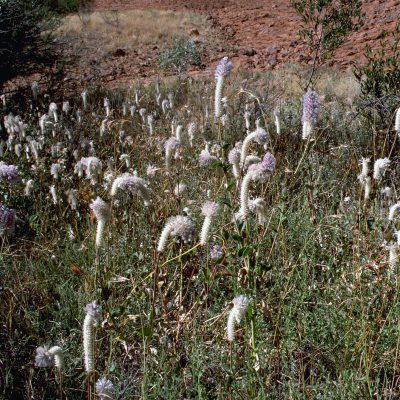 La flore : les herbacées sont distinguées en fleurs (ejulpun-tjulpunpa) et en herbes (ukiri) selon la classification aborigène et sont composées notamment de Ptilotus obovatus, Ptilotus exaltatus, Thryptomene maisonneuvei et Crotalaria cunninghamii, Triodia basedowii, Triodia pungens, Eragrostis eriopoda, Paractaenum refractum et Panicum decompositum.