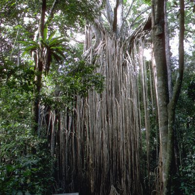 Le Curtain fig tree est un des plus grands arbres du Tropique nord du Queensland, en Australie. C'est une des curiosités les plus connues sur le Haut plateau d'Atherton. Il est situé près de la ville de Yungaburra.