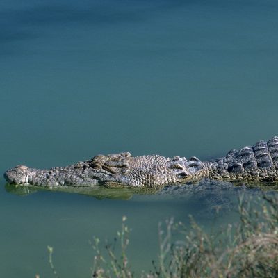 Crocodile marin - Darwin