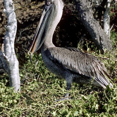 Le Pélican brun est l'un des plus grands oiseaux du Galapagos. Les adultes sont gris-brun avec le dessus de la tête blanc. La nuque est noisette rougeâtre pendant la saison des amours. Le bec est très long et crochu à l'extrémité.