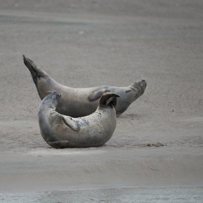 Les phoques gris et les phoques veaux-marins Baie d'Authie - Berck-sur-mer - Picardie Hauts-de-France