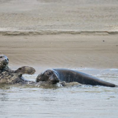 Les phoques gris et les phoques veaux-marins Baie d'Authie - Berck-sur-mer - Picardie 