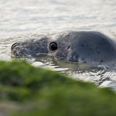 Les phoques gris et les phoques veaux-marins Baie d'Authie - Berck-sur-mer - Picardie Hauts-de-France