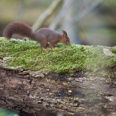 'écureuil d'Eurasie ou écureuil roux a pour nom scientifique (Sciurus vulgaris), c'est un petit rongeur arboricole et diurne de la famille des Sciuridés. Forêt de Meudon France 