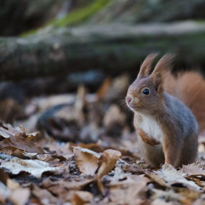 'écureuil d'Eurasie ou écureuil roux a pour nom scientifique (Sciurus vulgaris), c'est un petit rongeur arboricole et diurne de la famille des Sciuridés. Forêt de Meudon France 