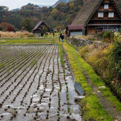 Le village est célèbre pour ses fermes, qui sont construites dans un style architectural unique connu sous le nom gasshō-zukuri. Le nom signifie «construction en mains jointes», comme pour une prière, se référant aux toits pentus qui empêchent la neige de s'y accumuler l'hiver. Sous les toits, le grand espace de grenier était utilisé pour héberger des vers à soie.