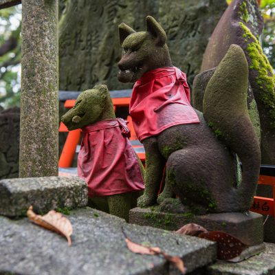 Le temple Fushimi Inari-taisha. Des statues de renards sont souvent offertes aux sanctuaires Inari par les fidèles, et à l’occasion un renard en peluche est remis à un temple. À un moment donné, certains temples hébergeaient des renards vivants qui étaient vénérés, mais cette pratique n’est pas courante10. Il y a au Toyokawa Inari un panneau indiquant que des renards étaient entretenus au temple dans les années 1920.