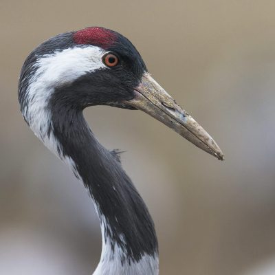 Grue cendrée (Grus grus) - Common Crane