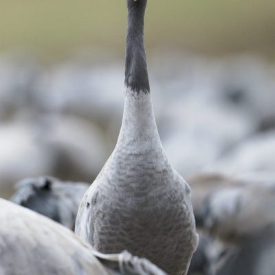 Grue cendrée (Grus grus) - Common Crane