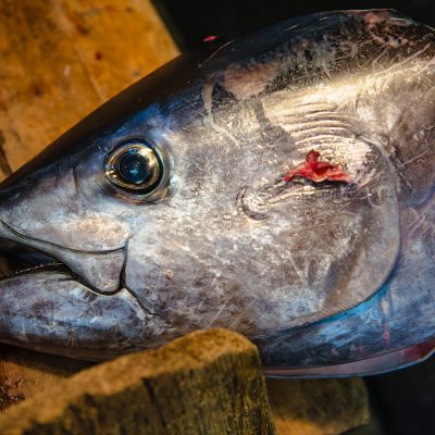 Tsukiji le marché aux poissons