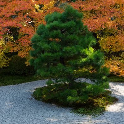 Tenjuan est remarquable en ceci que ses deux jardins, l’un de rocaille et l’autre agrémenté d’une mare, sont particulièrement agréables à regarder en automne quand ils sont illuminés dans la soirée. Les couleurs automnales sont généralement les plus belles au cours des deux dernières semaines de novembre.