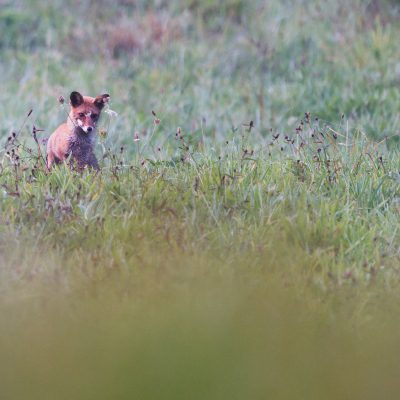 Le renard roux (nom scientifique : Vulpes vulpes). Le renard roux est un petit canidé qui doit son nom à la couleur de son pelage rougeâtre qui, selon les spécimens, les endroits et les saisons, peut varier du brun clair au marron, en passant pas le gris.