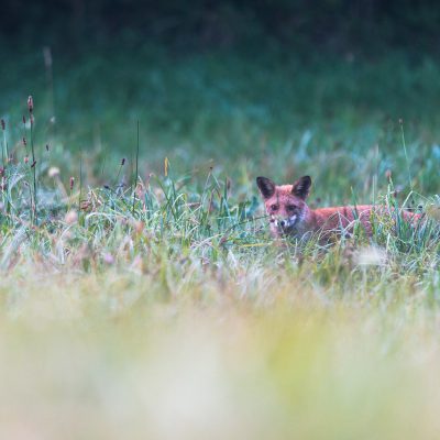 Le renard roux (nom scientifique : Vulpes vulpes) 