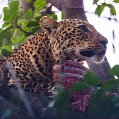Il paraît qu’il est rare de voir des léopards surtout le jour, lors de notre séjour la chance était avec nous, le léopard, c’est montré à six reprises.