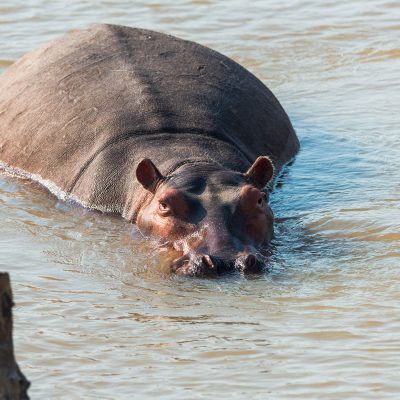 Hippopotame (Hippopotamus amphibius)