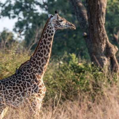 Girafe de Thornicroft (Giraffa camelopardalis)