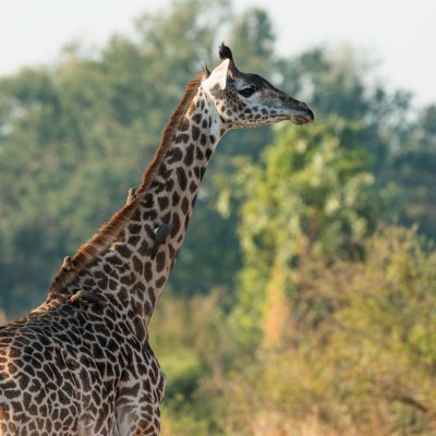 Girafe de Thornicroft (Giraffa camelopardalis)