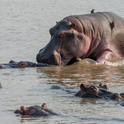 Hippopotames (Hippopotamus amphibius)