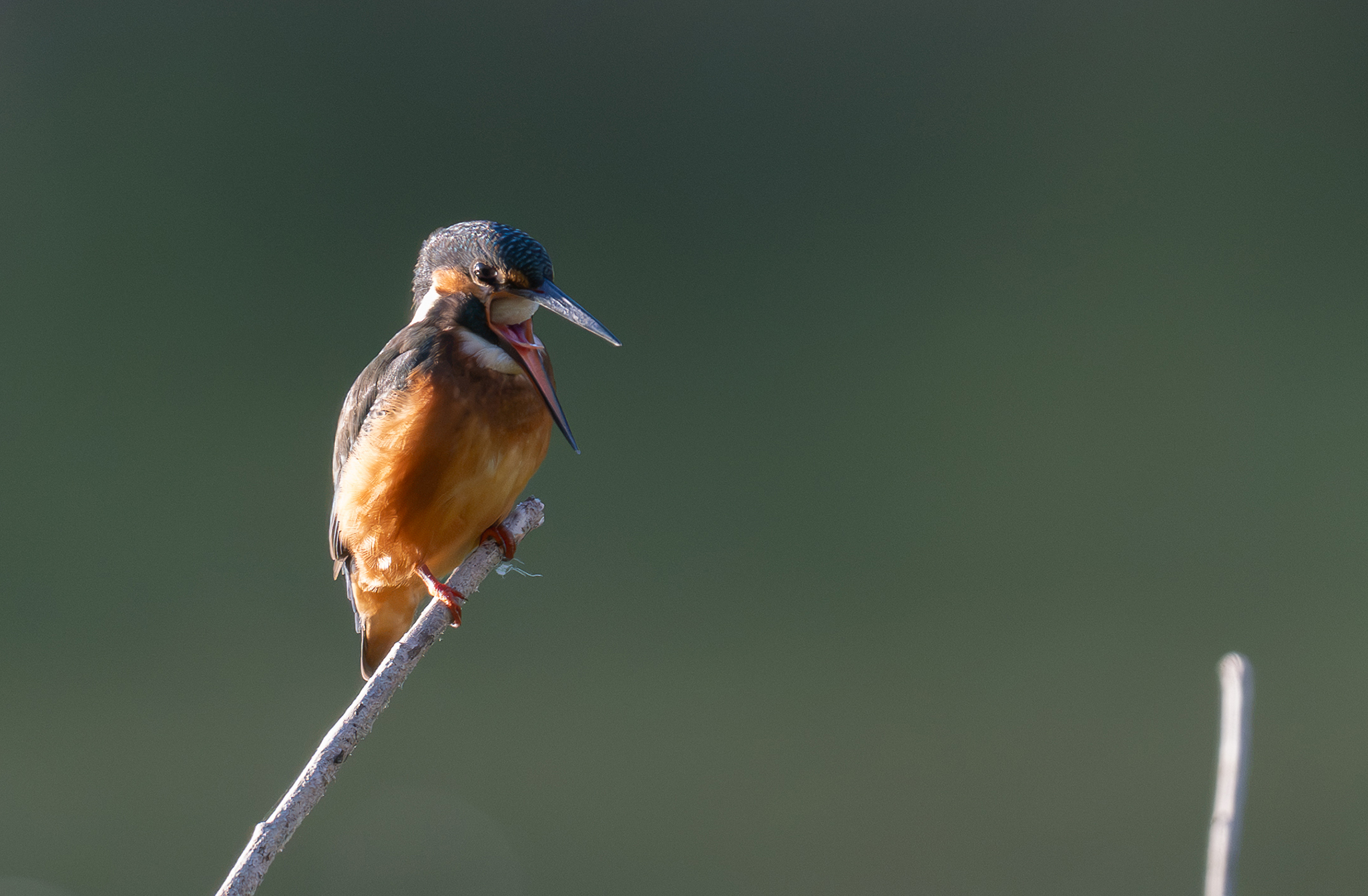 Martin-pêcheur d'Europe (Alcedo atthis) Étang de Meudon - Île de France - France 