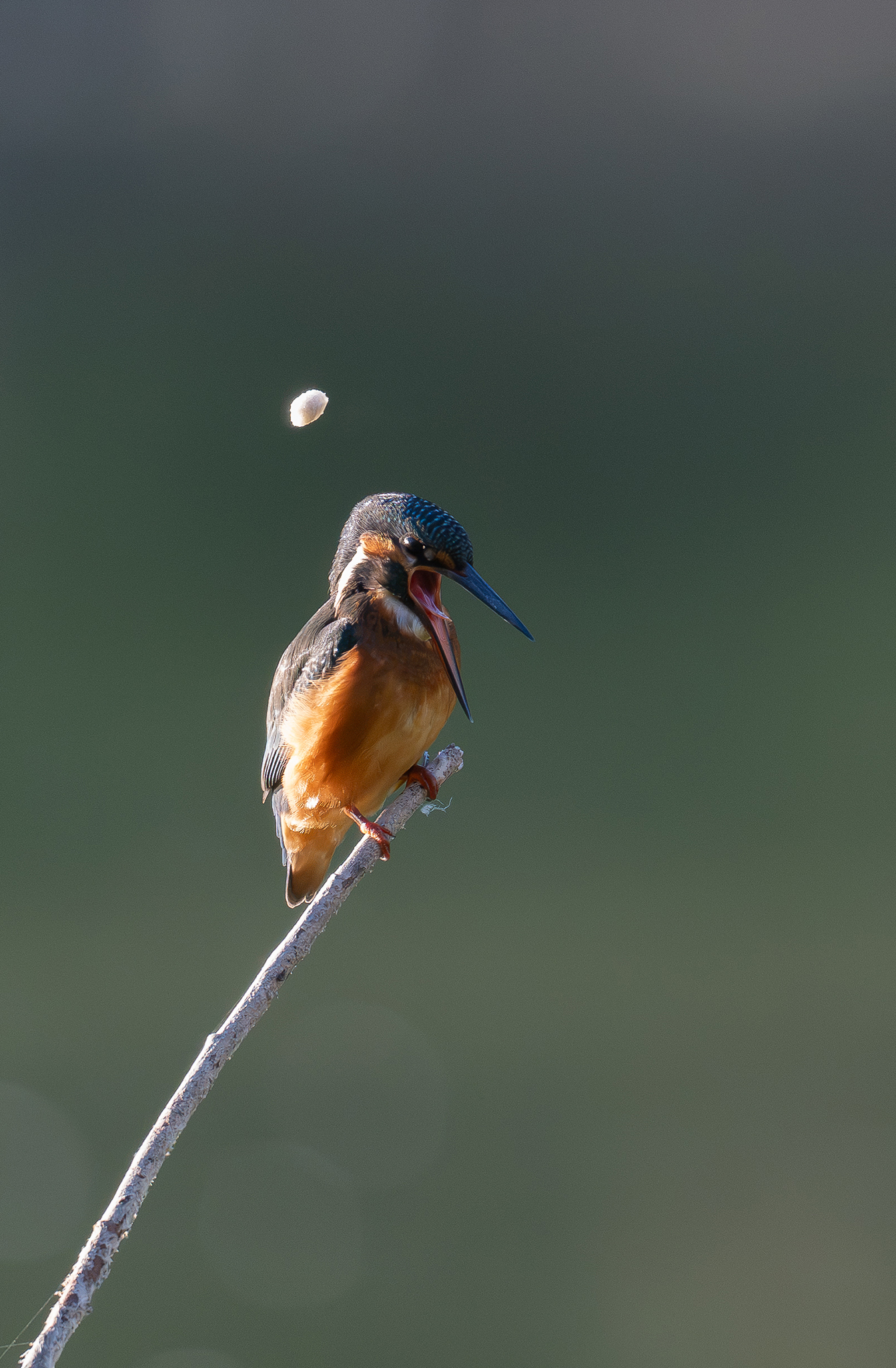 Martin-pêcheur d'Europe (Alcedo atthis) Étang de Meudon - Île de France - France 