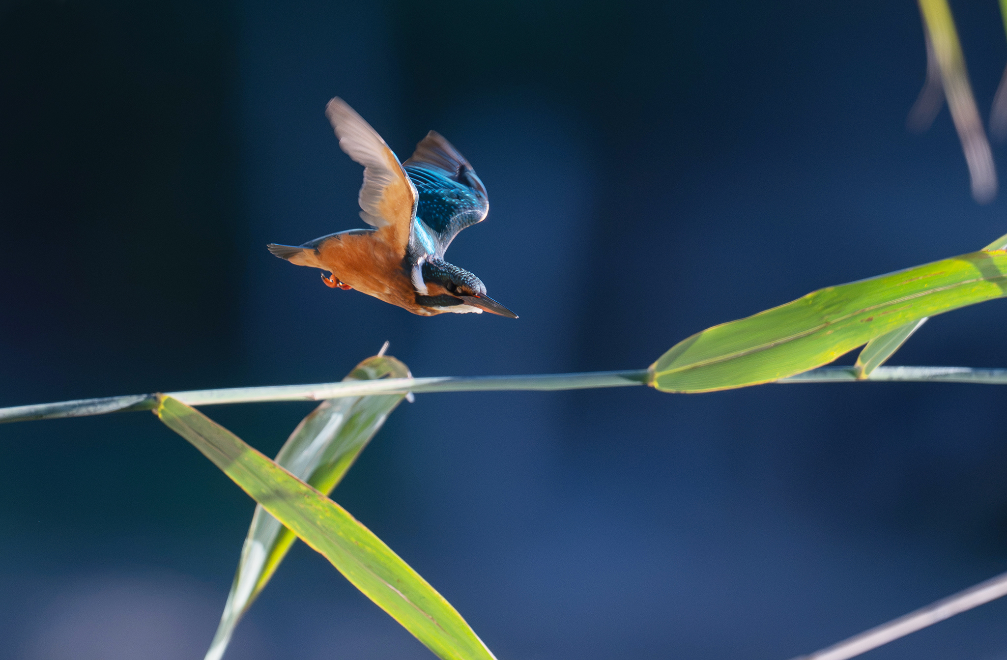 Martin-pêcheur d'Europe (Alcedo atthis) Étang de Meudon - Île de France - France 