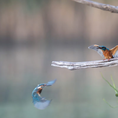 Martin-pêcheur d'Europe (Alcedo atthis)