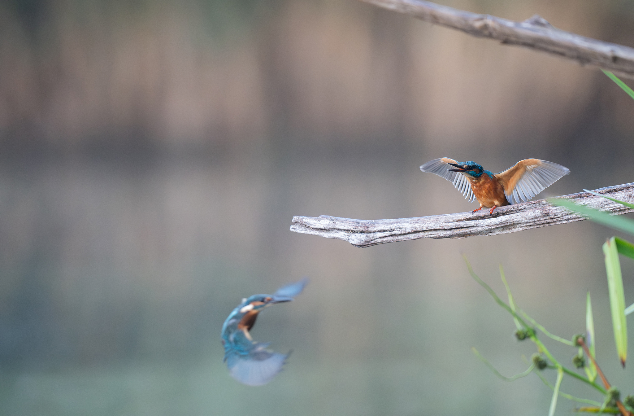 Martin-pêcheur d'Europe (Alcedo atthis)